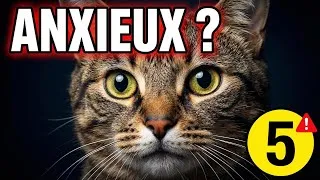 Miniature : Ton chat est anxieux sans que tu le saches ? Les 5 signes clés