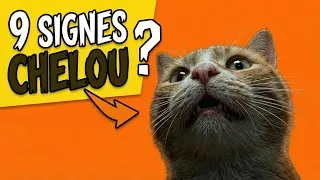 Miniature : Ton chat est-il chelou ? 9 signes qui veulent TOUT dire