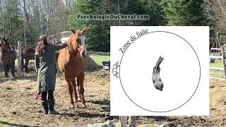 Miniature : Le🐴 Cheval qui ne se Laisse pas Toucher 🖐️Technique de Reprogramation