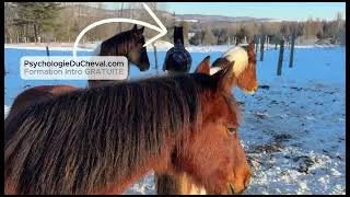 Miniature : Que le Cheval soit avec Nous ✨🐴Ils se parlent en POINTANT
