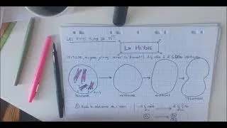 Miniature : La mitose