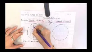 Miniature : Cellule diploïde vs cellule haploïde