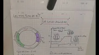Miniature : Le cycle cellulaire