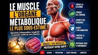 Miniature : Le muscle : l’organe métabolique le plus sous-estimé du corps humain ?