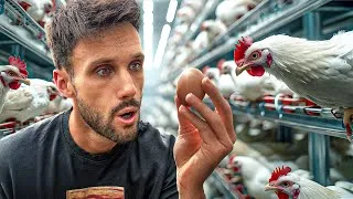 Miniature : L’élevage intensif : comment on transforme la souffrance en business