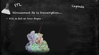 Miniature : La transcription - BB