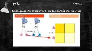 Miniature : Comment faire un tableau de croisement - BB