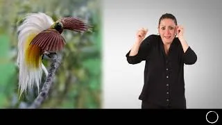 Miniature : "Plumes du Paradis" (LSF) | Exposition au musée du quai Branly - Jacques Chirac