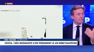Miniature : Ceuta : des migrants tuent un bébé dauphin et célèbrent la chose