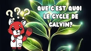 Miniature : Que c'est quoi le cycle de calvin? Explication scientifique simple