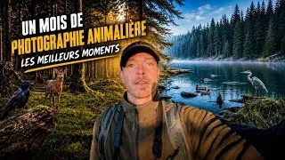 Miniature : [Quentin] 1 mois de PHOTO  animalière / les MEILLEURS moments que vous ne verrez pas deux fois. 🌿📸