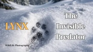 Miniature : Wildlife Photography 4K | The Invisible Predator ! LYNX