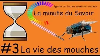 Miniature : #3 La minute du Savoir "La vie des mouches"