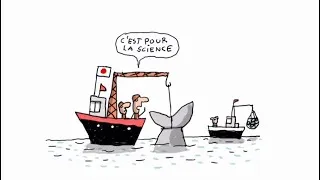 Miniature : Pourquoi les Japonais chassent-ils la baleine ? 1 jour 1 question