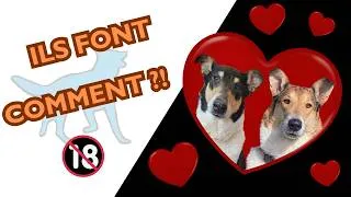 Miniature : REPRODUCTION DES CHIENS : on lève les tabous ! (Question chien n°20)
