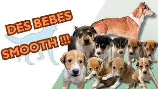 Miniature : 📹 VLOG | Les chiots de Lumi grandissent trop vite 😭🐶