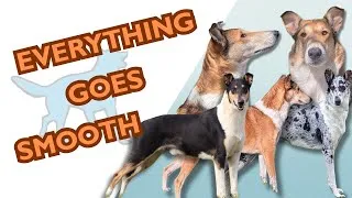 Miniature : COLLEY A POIL COURT (le cousin oublié de Lassie) (Question chien n°19)