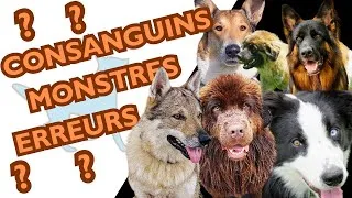 Miniature : CHIENS DE RACES : histoire, génétique et évolution d'une sélection (Question Chien n°18)