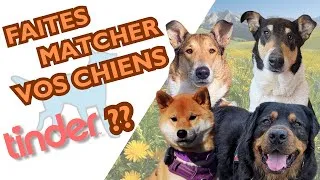 Miniature : RENCONTRES ENTRE CHIENS : la méthode TINDER (Question Chien n°17)