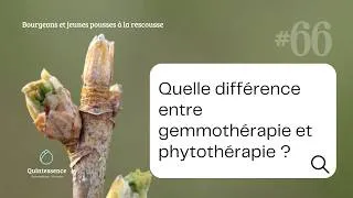 Miniature : #66 Quelle différence entre phytothérapie et gemmothérapie ?