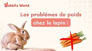 Miniature : Les problèmes de poids chez le lapin !