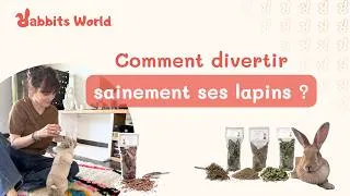 Miniature : Comment divertir sainement ses lapins ? 🐰