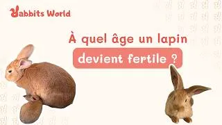 Miniature : À quel âge un lapin devient fertile ? 🐰🔞