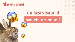 Miniature : Le lapin peut-il mourrir de peur ? 😨🐰