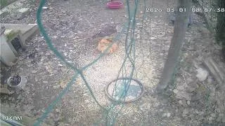 Miniature : Attaque d'une buse variable sur une poule
