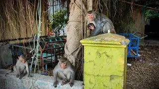 Miniature : Les singes ont pris le contrôle de cette île...🇻🇳