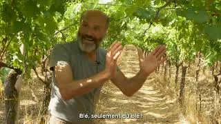 Miniature : Vignes sur le fil