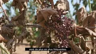 Miniature : Vignes sur le fil - TRAILER