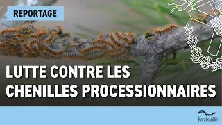 Miniature : Lutte contre les chenilles processionnaires