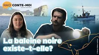 Miniature : RAQ’CONTE-MOI si c’est possible de pêcher le homard tout en protégeant les baleines noires