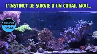 Miniature : La nature est bien faite: instinct de survie du corail