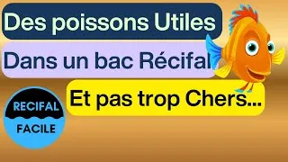 Miniature : Des Poissons Utiles en bac Marin