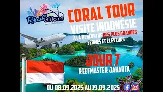 Miniature : Jour 7 en Indonésie - ReefMaster Jakarta 🌏🐠