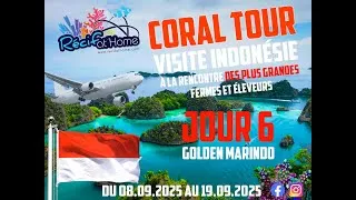 Miniature : Jour 6 en Indonésie - Golden Marindo ✨🐠