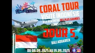 Miniature : Jour 5 en Indonésie – Bali Aquarich 🌊🐠