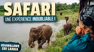 Miniature : NOTRE SAFARI AU SRI LANKA ! - (Udawalawe, Sri Lanka) #61