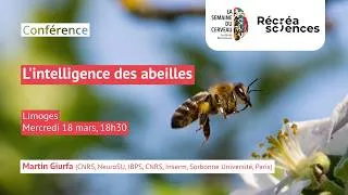 Miniature : Conférence "L'intelligence des abeilles" - Semaine du Cerveau Limousin 2026
