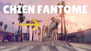 Miniature : Le mystérieux chien fantôme sur GTA V (mode histoire)