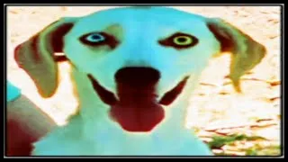 Miniature : CE CHIEN ME FOUT LA FROUSSE