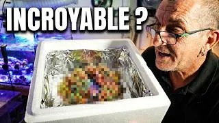 Miniature : Réception Coraux : Mon avis sur la boutique Récifathome