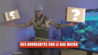 Miniature : NOUVEAUTÉS SUR LE BAC MICRO RÉCIFAL !  DES CORAUX ULTRA ?