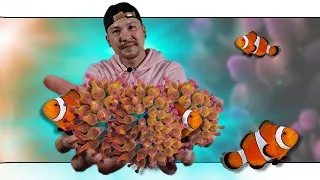 Miniature : Débuter avec un NANO AQUARIUM pour POISSONS CLOWNS et ANEMONES