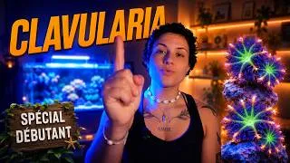 Miniature : CLAVULARIA : Le Corail RÉCIFAL Parfait pour DÉBUTANT ? (Pas si inoffensif...)