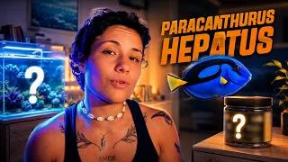 Miniature : Paracanthurus Hepatus : la vérité que personne ne vous dit