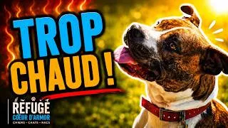 Miniature : 🐶 Une journée au refuge par forte chaleur ☀️ Les chiens profitent du terrain !