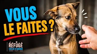 Miniature : Vous faites peut-être ces 10 erreurs qui brisent la confiance de votre chien